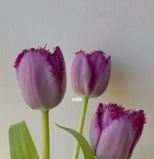 紫色郁金香的花语及寓意（揭示紫色郁金香所传达的情感与象征）