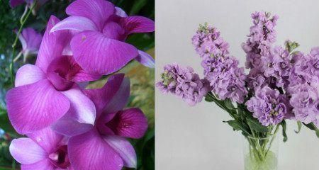 紫罗兰花的花语（探索紫罗兰花语中的秘密）