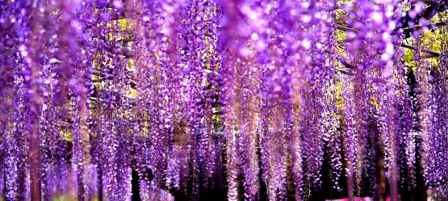 紫藤花的象征意义及美学魅力（从花语到园林艺术）