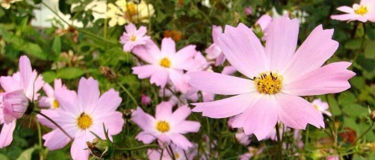紫菀花的花语和意义（解读紫菀花的神秘花语）