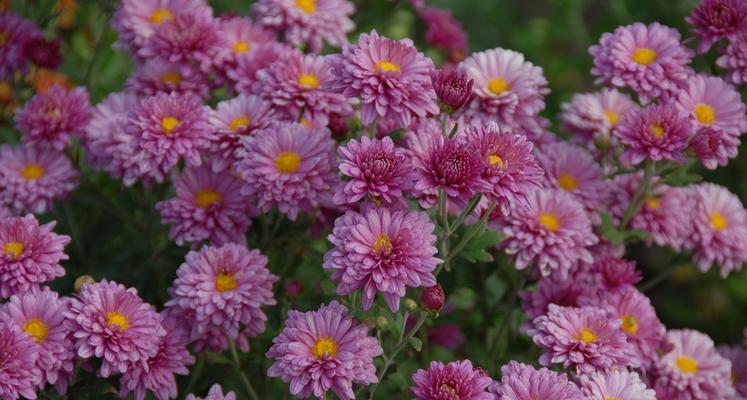 紫菀花的传说——盛开在寒冷中的勇气（冬季之美）