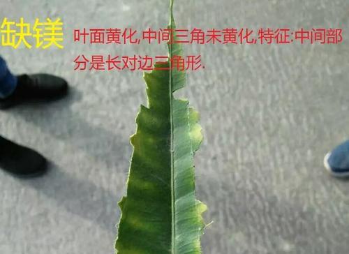 探析镁元素对植物的作用（从生理）