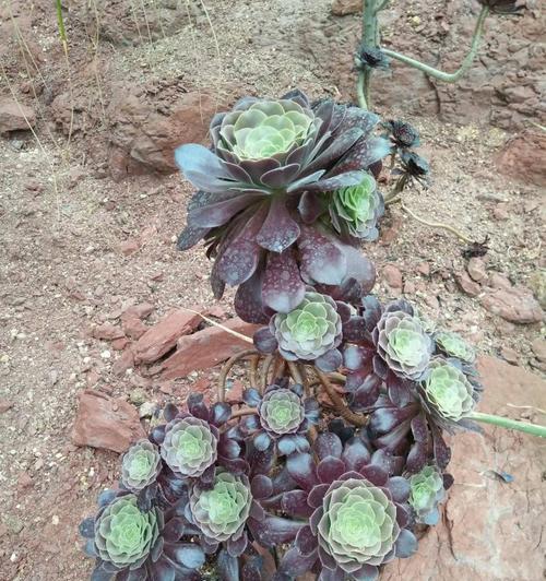 美杜莎的土壤配比及种植技巧（打造养眼养心的植物世界）