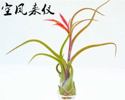 美杜莎的土壤配比及种植技巧（打造养眼养心的植物世界）