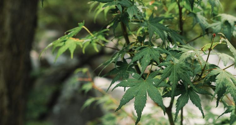 美国红枫冬天掉叶子的原因及其影响（冬季红枫树叶掉落程度及对环境的影响）