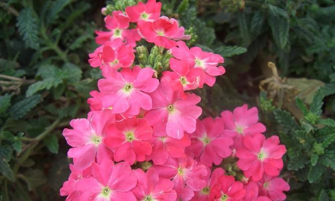 美女樱的花语和寓意开花代表什么（探究美女樱的花语和寓意）