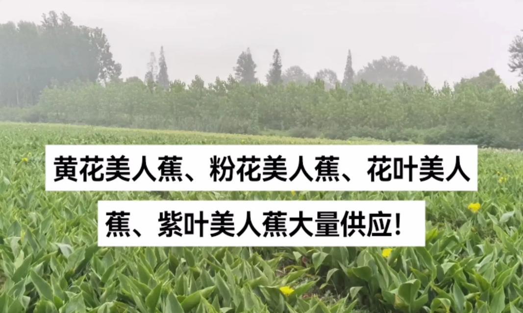 美人蕉是否有种子（探究美人蕉的繁殖方式及其特点）