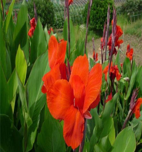 美人菊喜欢阳光的原因（探究美人菊对阳光的偏好和适应能力）