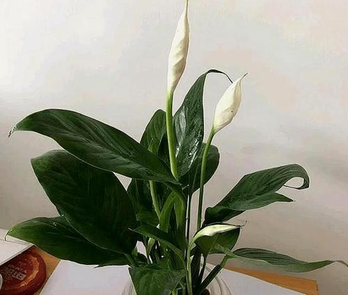 美人菊修剪与护理完全指南（全面解析美人菊的修剪）
