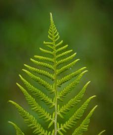 美人松不是裸子植物（揭秘美人松的分类与特征）
