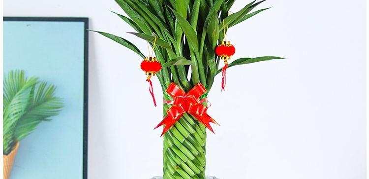 美容店植物招财之道（用自然气息打造经济增长）