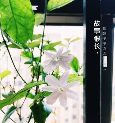 门口花园怎样打造（门口适合种什么花）