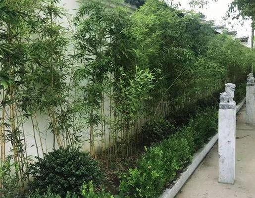 门前种竹子的好处（从环保）