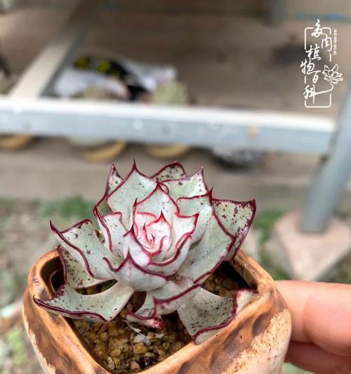 打造梦幻天使多肉，养护技巧大揭秘（养殖多肉）