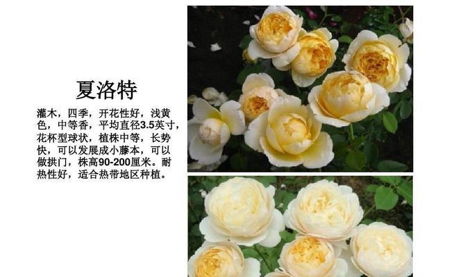 梦幻褶边月季的优缺点（一朵美丽的月季花开放着它的秘密）