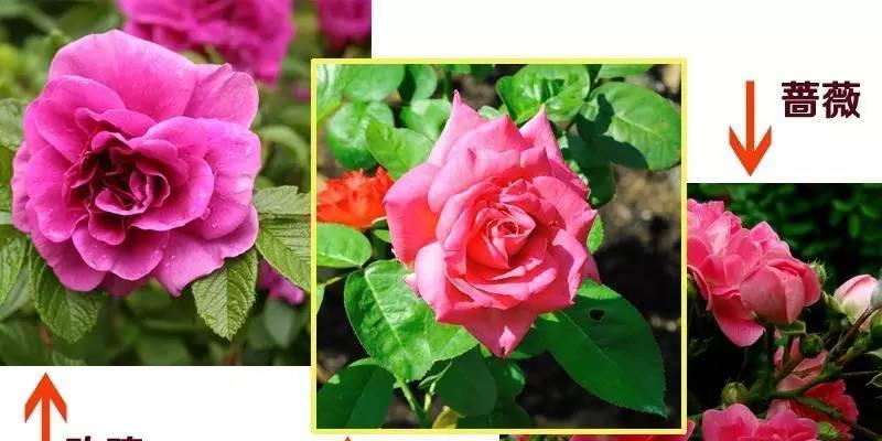 梦幻褶边月季的优缺点（一朵美丽的月季花开放着它的秘密）