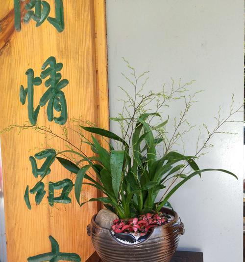 梦香兰开花后怎么修剪（细节决定梦香兰的生长）