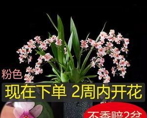 梦香兰开花后怎么修剪（细节决定梦香兰的生长）