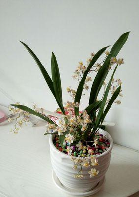 梦香兰开花后怎么修剪（细节决定梦香兰的生长）