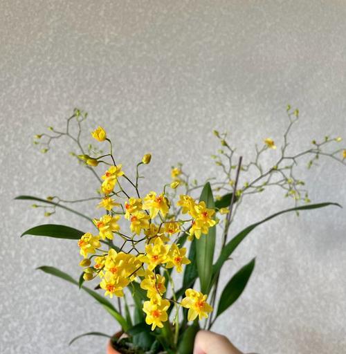 如何管理开花的梦香兰（梦香兰开花后的护理技巧）