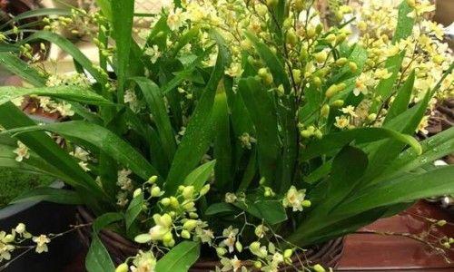梦香兰香味有毒吗（梦香兰的危害性）