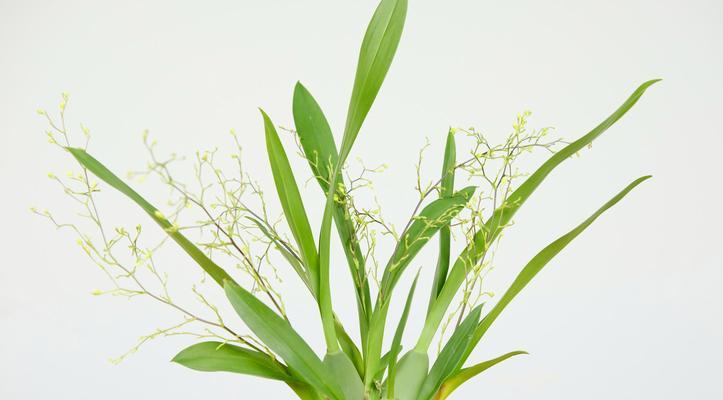 如何养护梦香兰开出更多的花（掌握这些技巧）