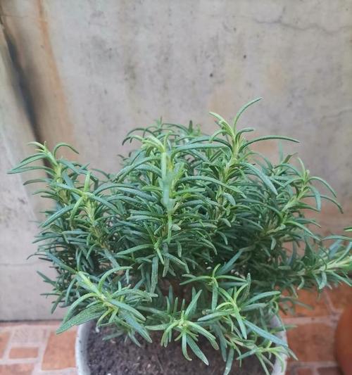 如何正确浇水迷迭香（注意事项及浇水技巧）