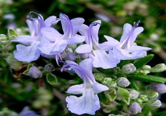 迷迭香开花时间及花期（了解迷迭香的花期及开花时间）