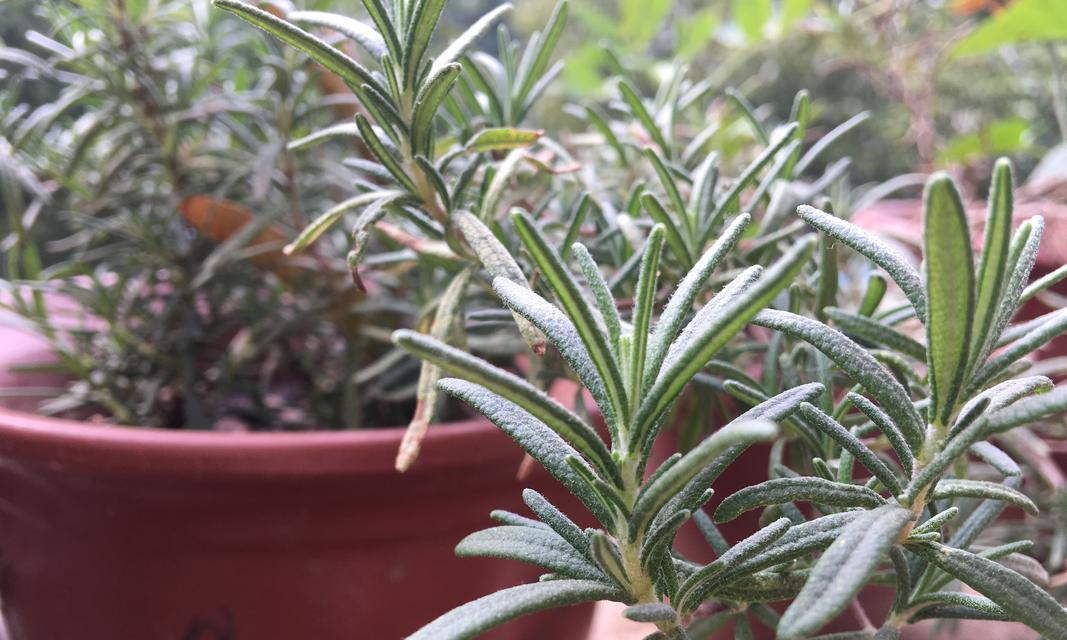 迷迭香，值得一闻的芬芳香气（探秘迷迭香的历史）