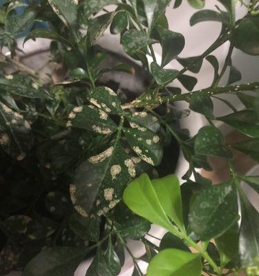 米兰不开花的真相（探究米兰为何花开不艳）