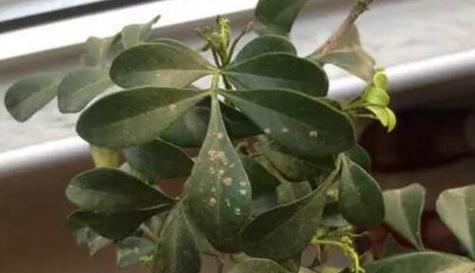 米兰不开花的真相（探究米兰为何花开不艳）