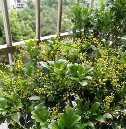 米兰开花周期及养护要点（探秘米兰的花期和养护技巧）