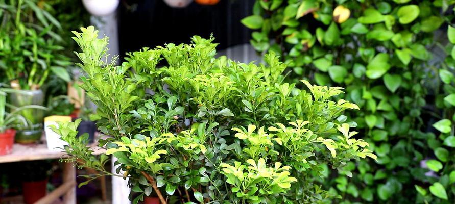 米兰开花周期及养护要点（探秘米兰的花期和养护技巧）