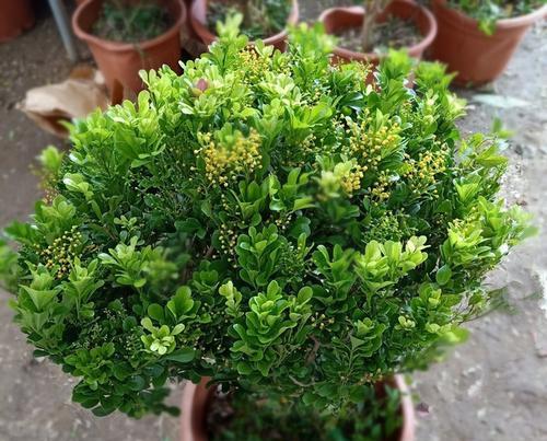 米兰开花周期及养护要点（探秘米兰的花期和养护技巧）