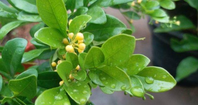 为什么米兰花不开花（寻找解决米兰花不开花之路）