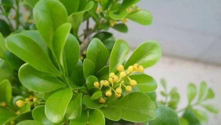米兰花的味道究竟好不好闻（了解米兰花的特点和香气成分）