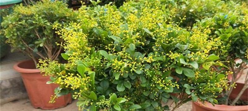 米兰花的养护秘籍（掌握这些技巧让你轻松成为米兰花专家）