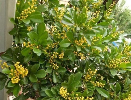 插枝米兰花的步骤和注意事项（学习插枝米兰花）