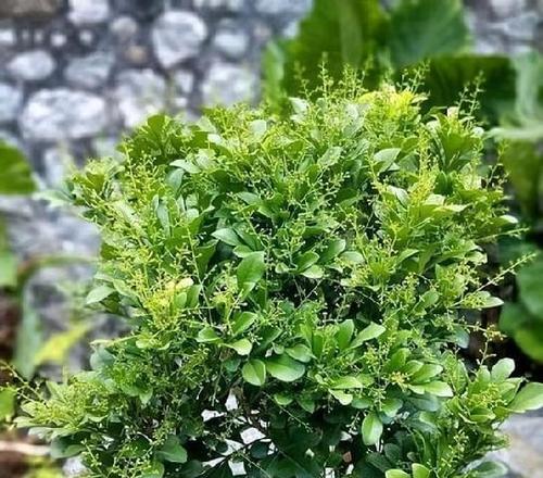 如何正确剪枝米兰花（米兰花剪枝的时间和技巧）