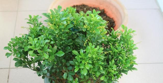 如何正确剪枝米兰花（米兰花剪枝的时间和技巧）