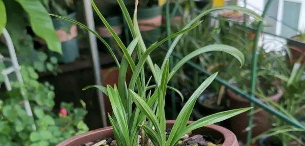 探究米兰花不开花的原因（从生长环境）