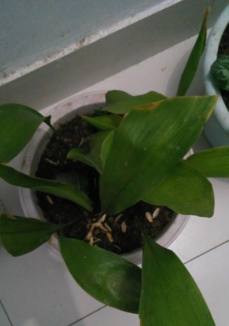 探究米兰花不开花的原因（从生长环境）