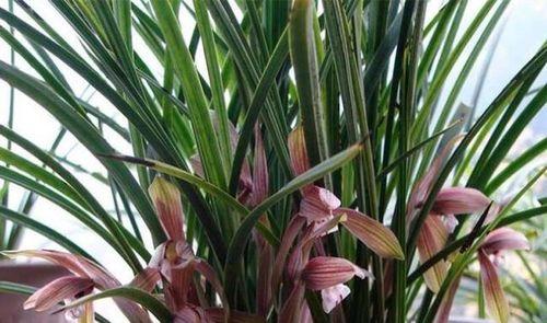 探究米兰花不开花的原因（从生长环境）
