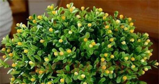探寻米兰花的光照需求（喜欢阳光的花儿）