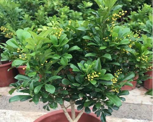 探寻米兰花的光照需求（喜欢阳光的花儿）