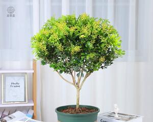 揭秘米兰花的生长环境要求（揭秘米兰花的生长环境要求）