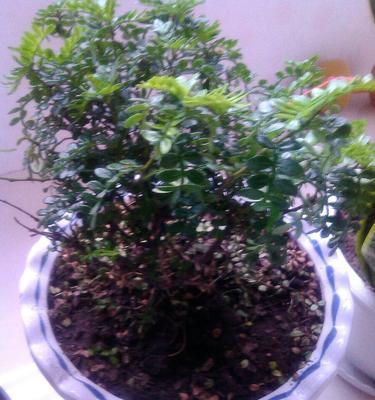 怎样救活干枯的米兰花叶子（米兰花叶子干枯）