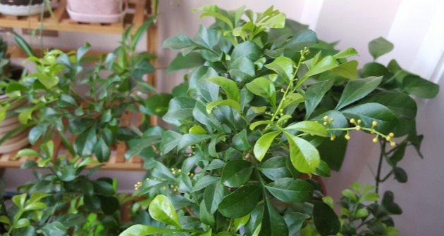 怎样救活干枯的米兰花叶子（米兰花叶子干枯）