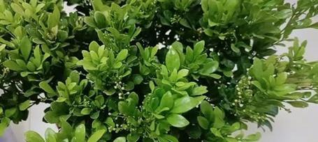 如何解决米兰花叶子卷曲问题（掌握关键方法）