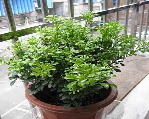 如何解决米兰花叶子卷曲问题（掌握关键方法）